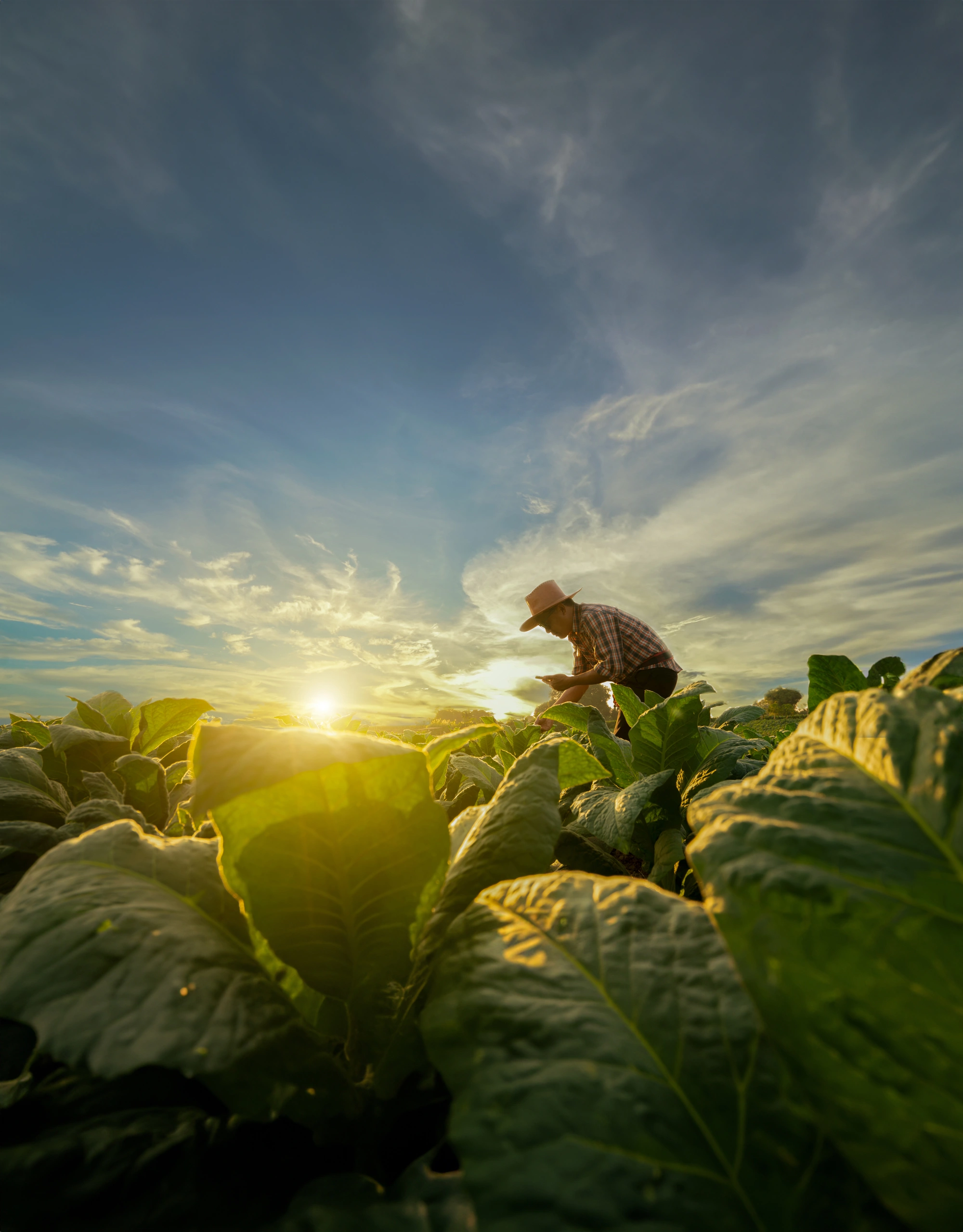 Food and agriculture