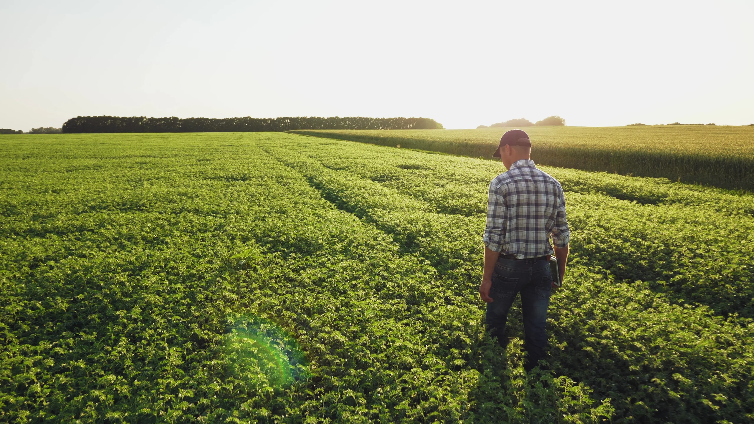 Seed and agriculture